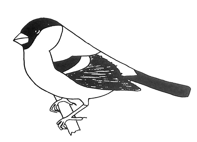 ぬりえページ: 鳥 (動物) #12019 - 無料の印刷可能なぬりえページ