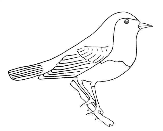 ぬりえページ: 鳥 (動物) #12021 - 無料の印刷可能なぬりえページ