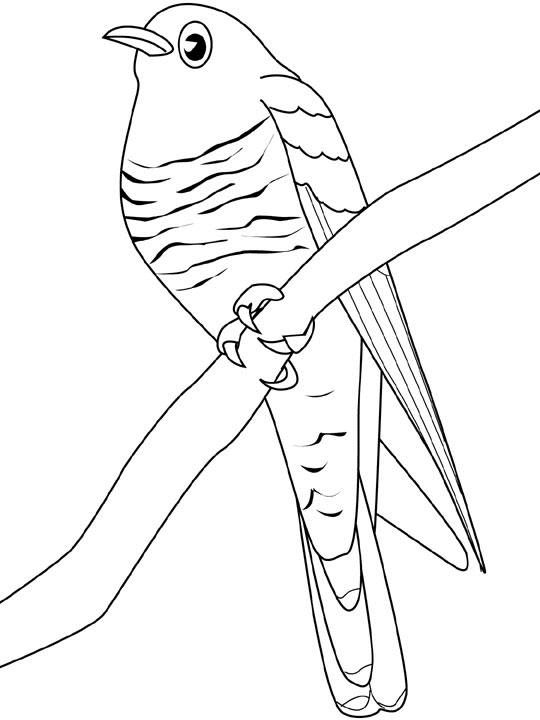ぬりえページ: 鳥 (動物) #12041 - 無料の印刷可能なぬりえページ