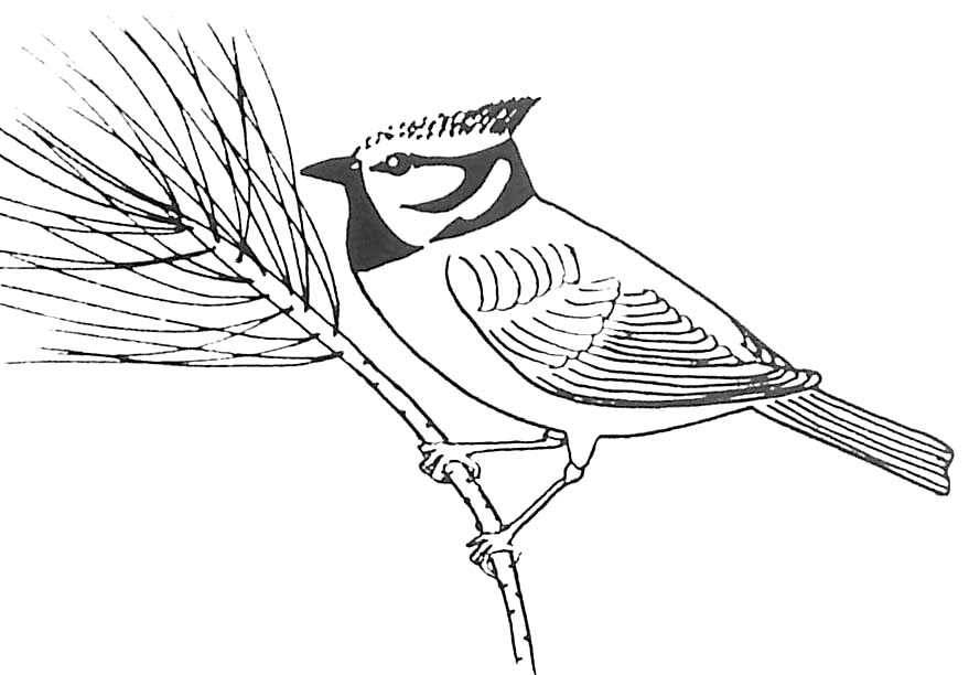 ぬりえページ: 鳥 (動物) #12048 - 無料の印刷可能なぬりえページ