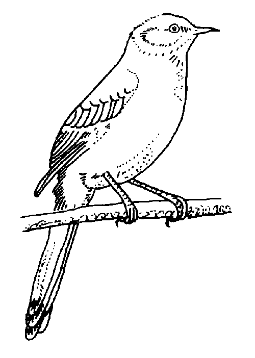 ぬりえページ: 鳥 (動物) #12060 - 無料の印刷可能なぬりえページ