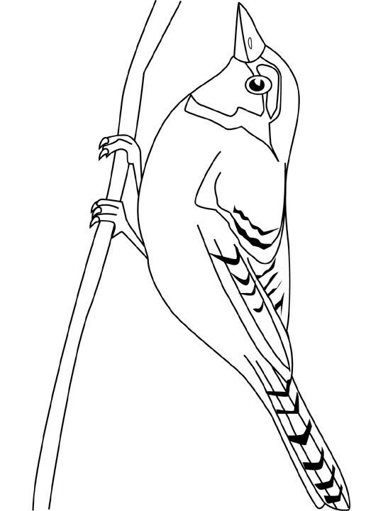 ぬりえページ: 鳥 (動物) #12063 - 無料の印刷可能なぬりえページ