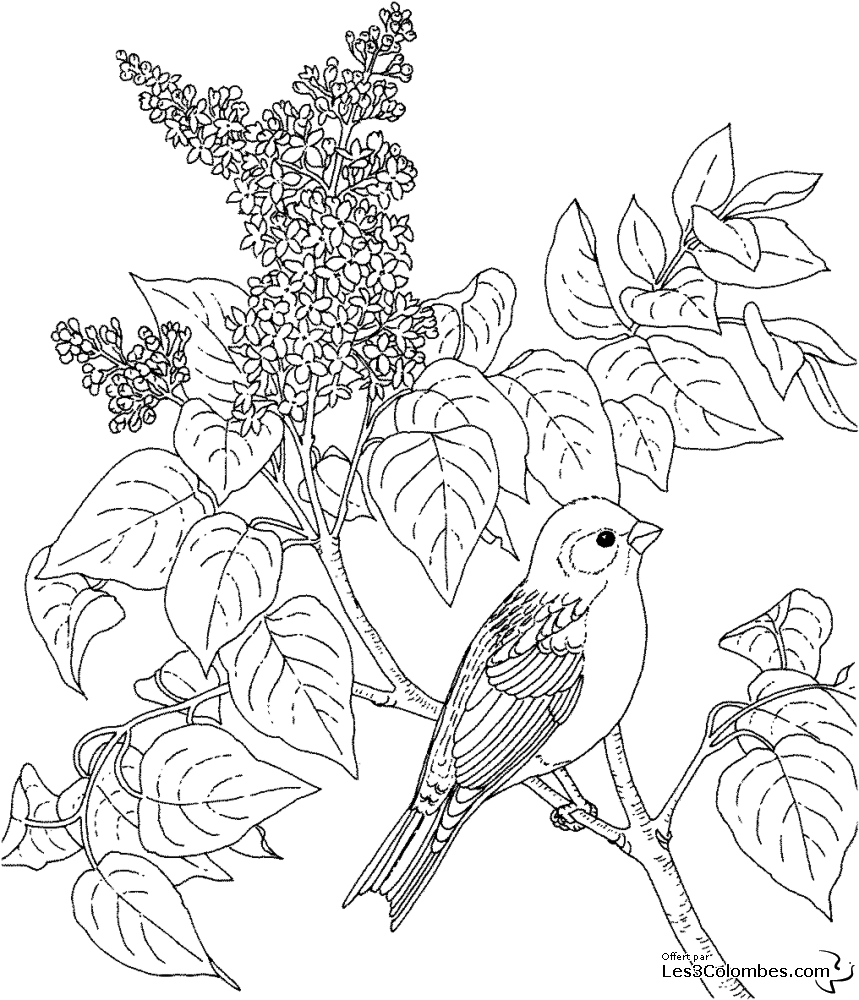 ぬりえページ: 鳥 (動物) #12066 - 無料の印刷可能なぬりえページ