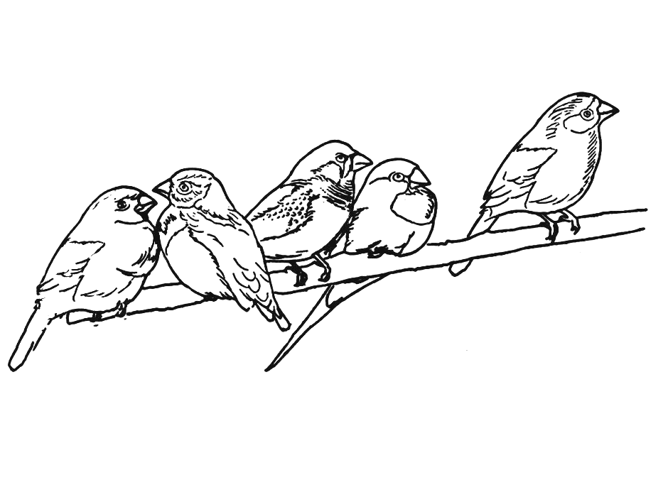 ぬりえページ: 鳥 (動物) #12076 - 無料の印刷可能なぬりえページ