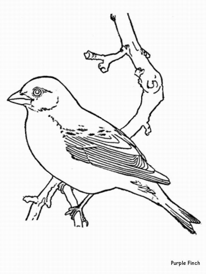 ぬりえページ: 鳥 (動物) #12090 - 無料の印刷可能なぬりえページ
