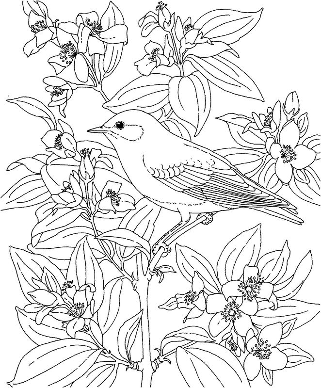 ぬりえページ: 鳥 (動物) #12108 - 無料の印刷可能なぬりえページ