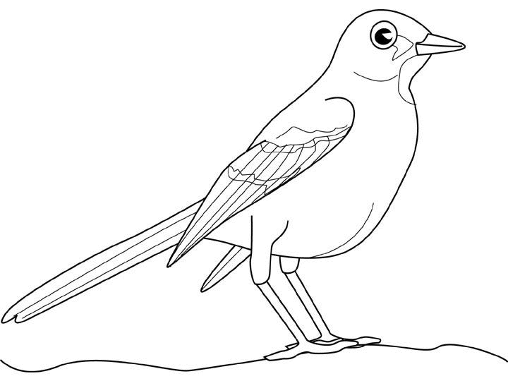 ぬりえページ: 鳥 (動物) #12131 - 無料の印刷可能なぬりえページ
