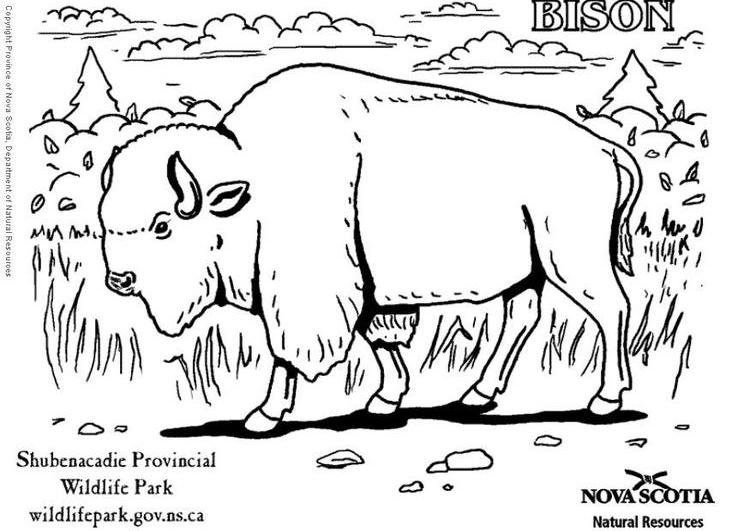 ぬりえページ: バイソン (動物) #1202 - 無料の印刷可能なぬりえページ