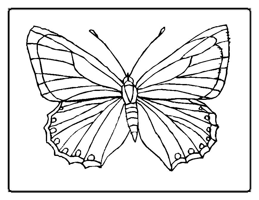 ぬりえページ: 蝶 (動物) #15663 - 無料の印刷可能なぬりえページ