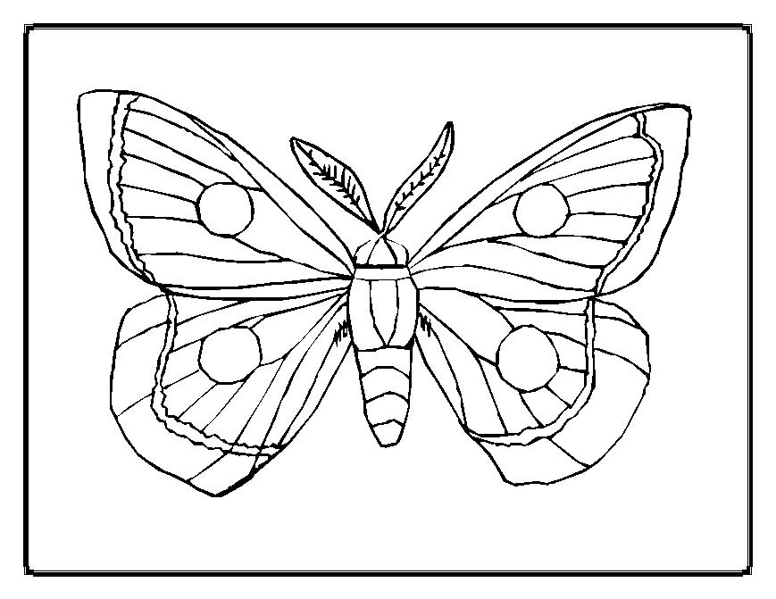 ぬりえページ: 蝶 (動物) #15667 - 無料の印刷可能なぬりえページ