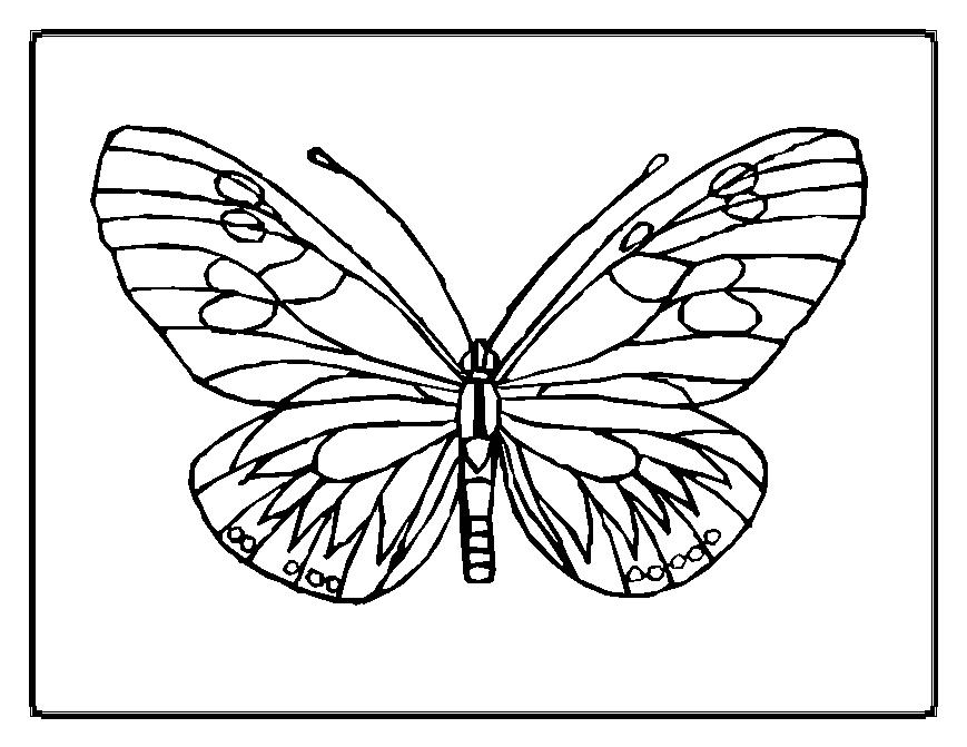 ぬりえページ: 蝶 (動物) #15669 - 無料の印刷可能なぬりえページ