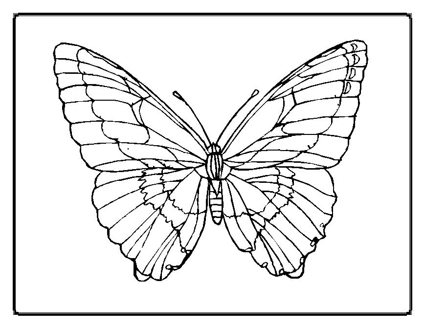 ぬりえページ: 蝶 (動物) #15673 - 無料の印刷可能なぬりえページ