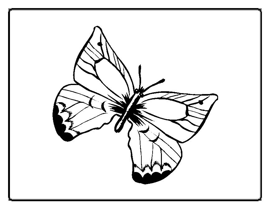 ぬりえページ: 蝶 (動物) #15687 - 無料の印刷可能なぬりえページ