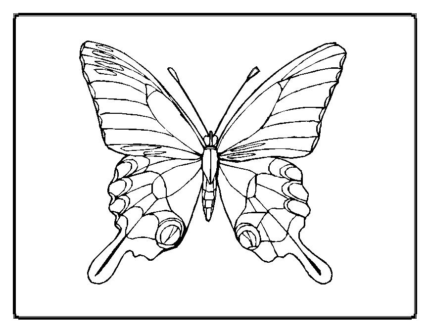 ぬりえページ: 蝶 (動物) #15694 - 無料の印刷可能なぬりえページ