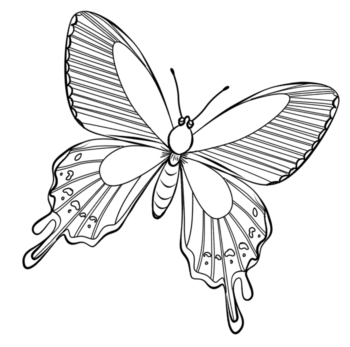 ぬりえページ: 蝶 (動物) #15715 - 無料の印刷可能なぬりえページ