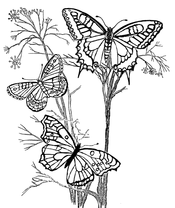 ぬりえページ: 蝶 (動物) #15716 - 無料の印刷可能なぬりえページ