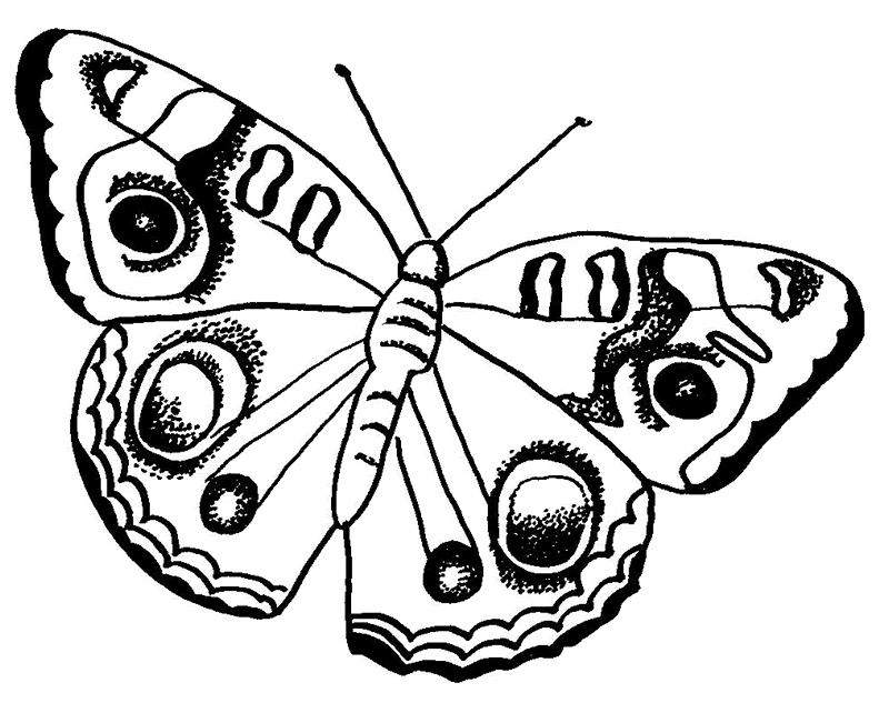 ぬりえページ: 蝶 (動物) #15718 - 無料の印刷可能なぬりえページ