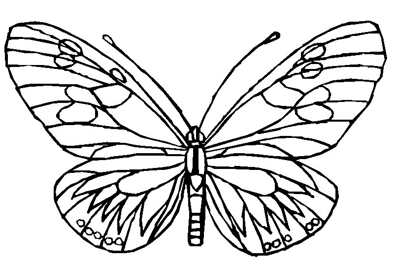 ぬりえページ: 蝶 (動物) #15745 - 無料の印刷可能なぬりえページ