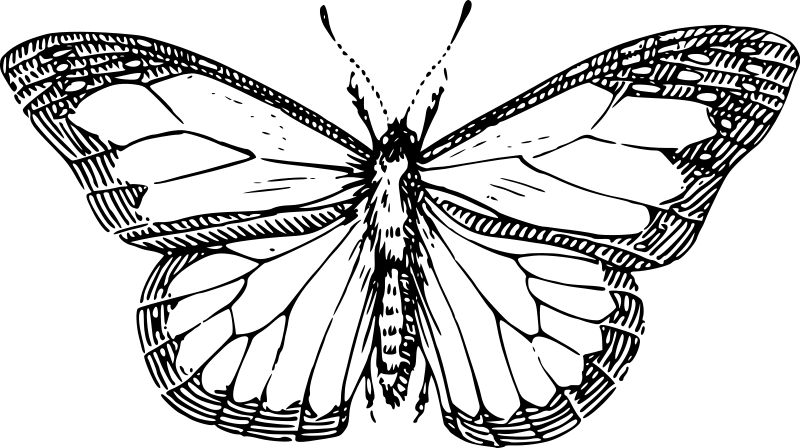 ぬりえページ: 蝶 (動物) #15761 - 無料の印刷可能なぬりえページ
