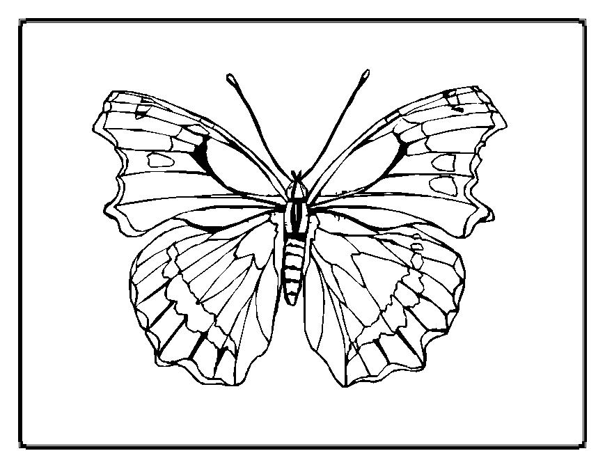 ぬりえページ: 蝶 (動物) #15774 - 無料の印刷可能なぬりえページ