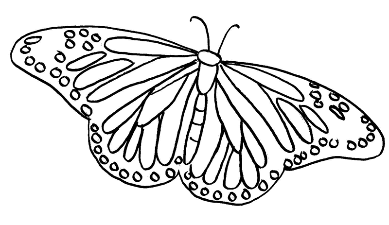 ぬりえページ: 蝶 (動物) #15785 - 無料の印刷可能なぬりえページ