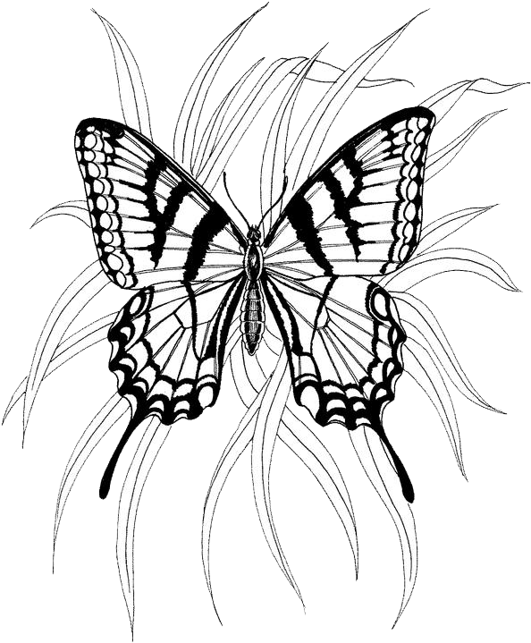 ぬりえページ: 蝶 (動物) #15786 - 無料の印刷可能なぬりえページ
