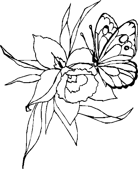 ぬりえページ: 蝶 (動物) #15790 - 無料の印刷可能なぬりえページ