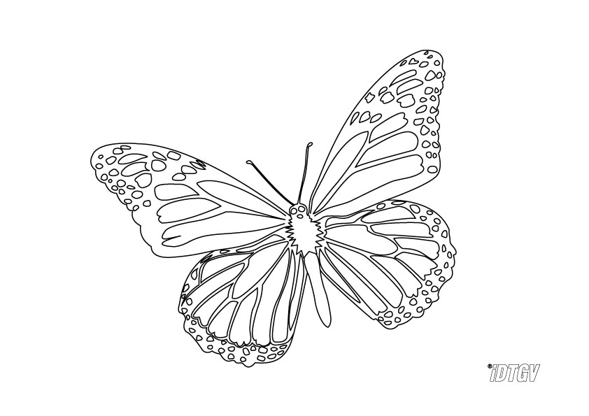 ぬりえページ: 蝶 (動物) #15794 - 無料の印刷可能なぬりえページ
