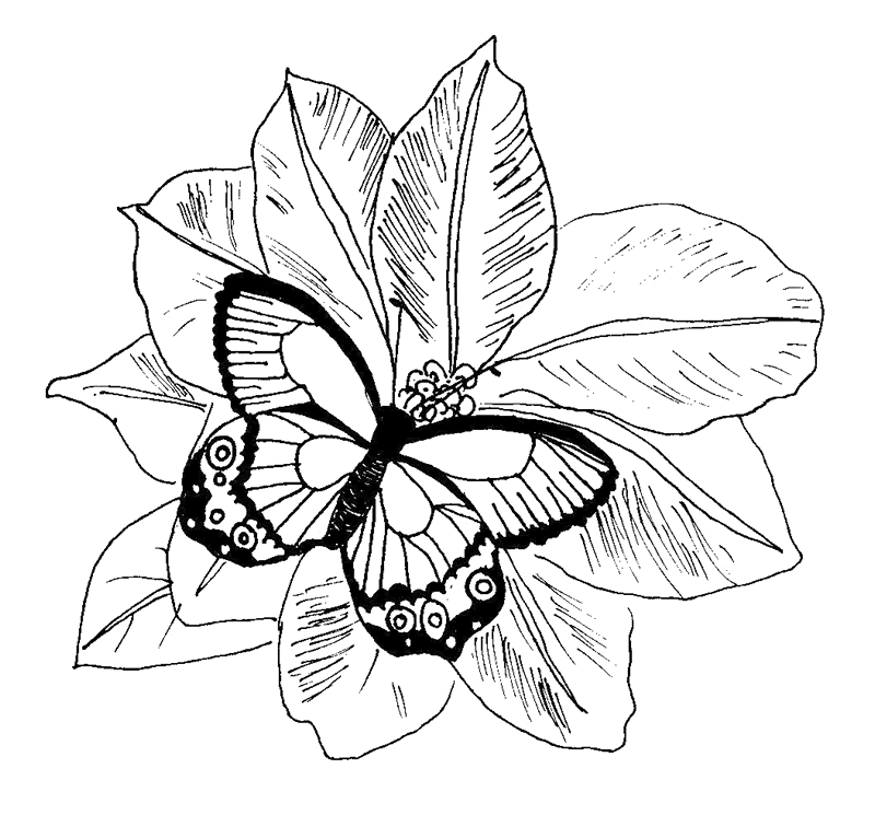 ぬりえページ: 蝶 (動物) #15815 - 無料の印刷可能なぬりえページ