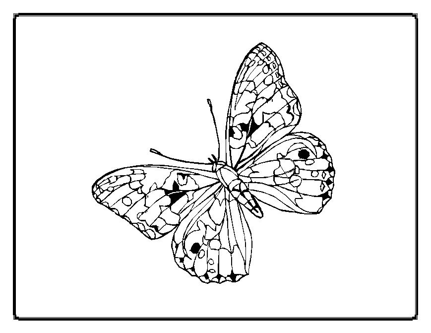 ぬりえページ: 蝶 (動物) #15838 - 無料の印刷可能なぬりえページ