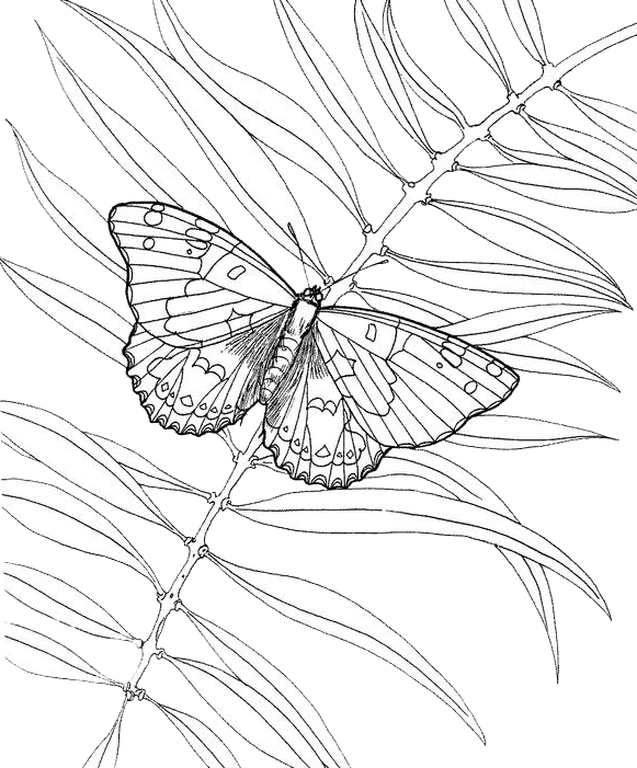 ぬりえページ: 蝶 (動物) #15841 - 無料の印刷可能なぬりえページ