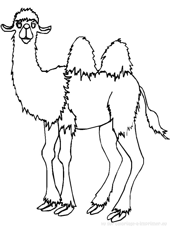 ぬりえページ: キャメル (動物) #1667 - 無料の印刷可能なぬりえページ