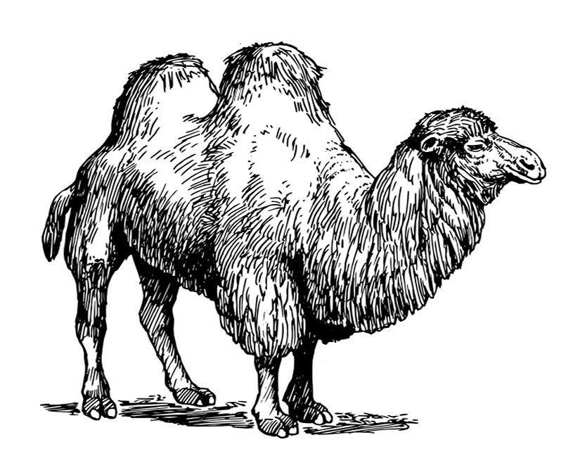 ぬりえページ: キャメル (動物) #1702 - 無料の印刷可能なぬりえページ