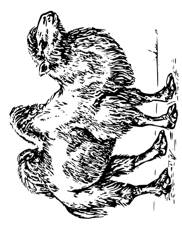 ぬりえページ: キャメル (動物) #1703 - 無料の印刷可能なぬりえページ