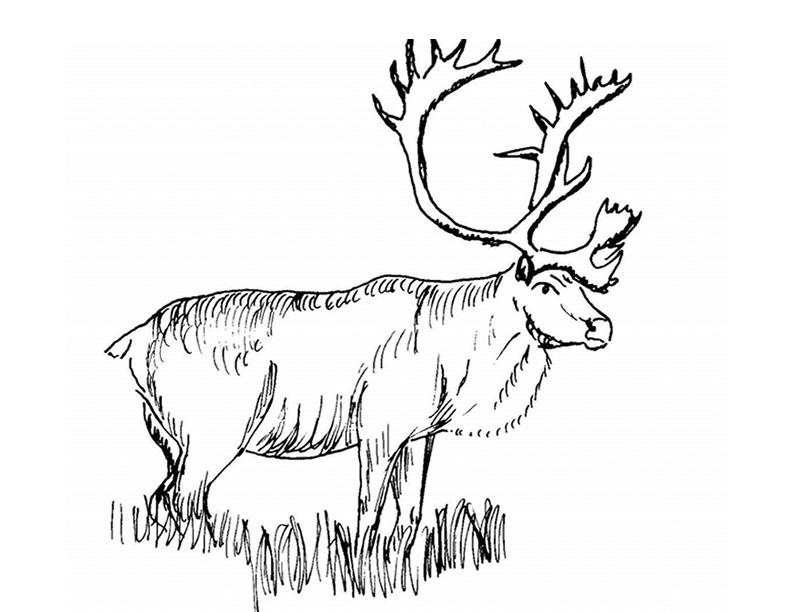 ぬりえページ: カリブー (動物) #1552 - 無料の印刷可能なぬりえページ