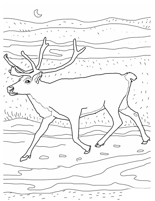 ぬりえページ: カリブー (動物) #1559 - 無料の印刷可能なぬりえページ