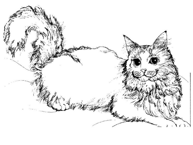 ぬりえページ: 猫 (動物) #1773 - 無料の印刷可能なぬりえページ