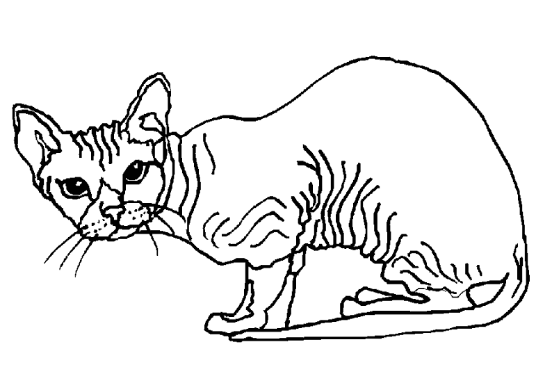 ぬりえページ: 猫 (動物) #1841 - 無料の印刷可能なぬりえページ