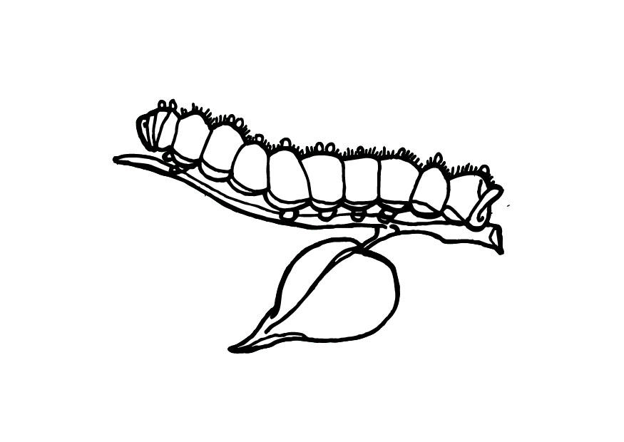 ぬりえページ: 毛虫 (動物) #18233 - 無料の印刷可能なぬりえページ