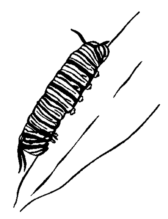 ぬりえページ: 毛虫 (動物) #18272 - 無料の印刷可能なぬりえページ