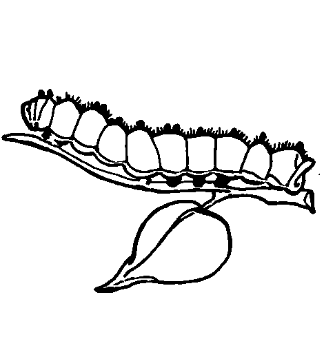 ぬりえページ: 毛虫 (動物) #18300 - 無料の印刷可能なぬりえページ