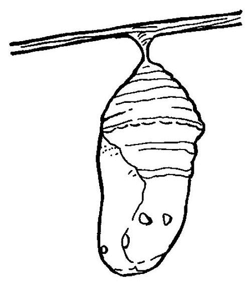 ぬりえページ: 毛虫 (動物) #18304 - 無料の印刷可能なぬりえページ