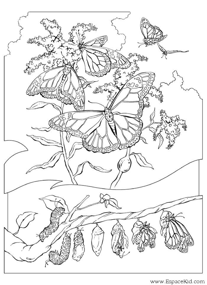 ぬりえページ: 毛虫 (動物) #18327 - 無料の印刷可能なぬりえページ