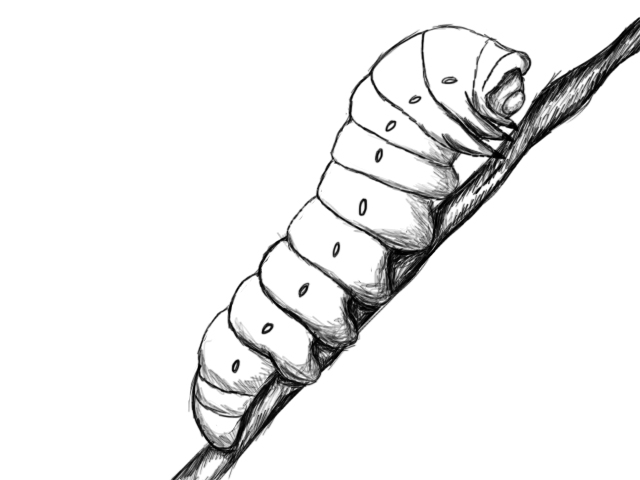 ぬりえページ: 毛虫 (動物) #18351 - 無料の印刷可能なぬりえページ