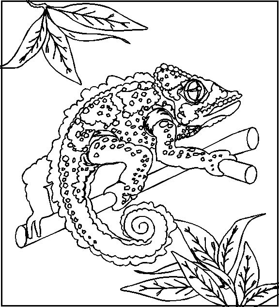 ぬりえページ: カメレオン (動物) #1409 - 無料の印刷可能なぬりえページ