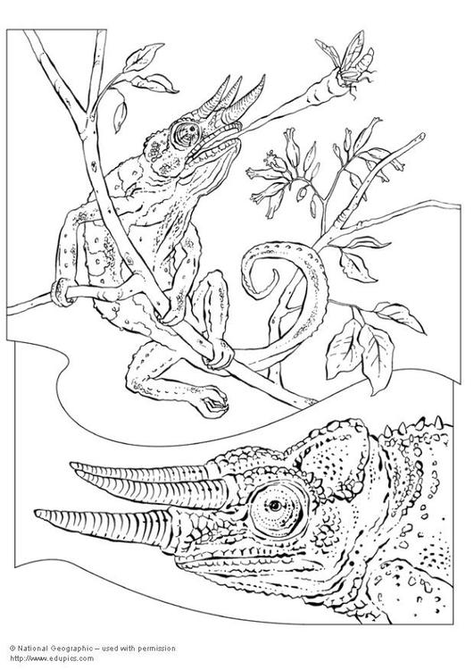 ぬりえページ: カメレオン (動物) #1416 - 無料の印刷可能なぬりえページ