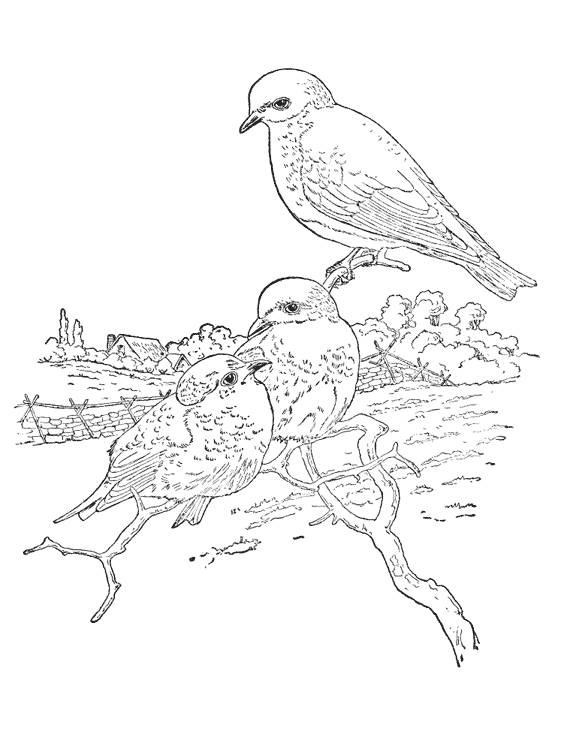 ぬりえページ: ひな鳥 (動物) #20143 - 無料の印刷可能なぬりえページ
