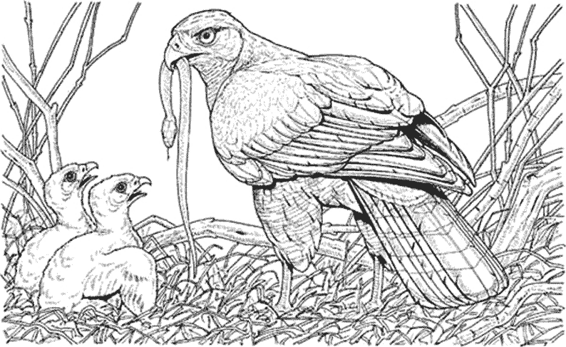 ぬりえページ: ひな鳥 (動物) #20360 - 無料の印刷可能なぬりえページ