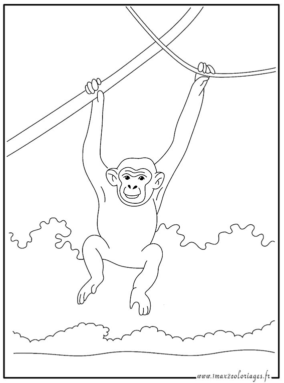 ぬりえページ: チンパンジー (動物) #2761 - 無料の印刷可能なぬりえページ