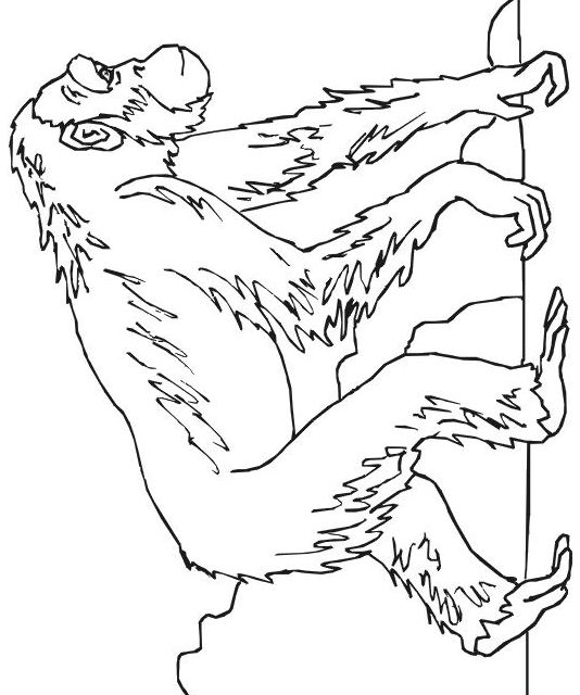 ぬりえページ: チンパンジー (動物) #2796 - 無料の印刷可能なぬりえページ
